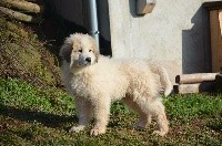 Des Sept Roses - Chien de Montagne des Pyrenees - Portée née le 21/10/2017